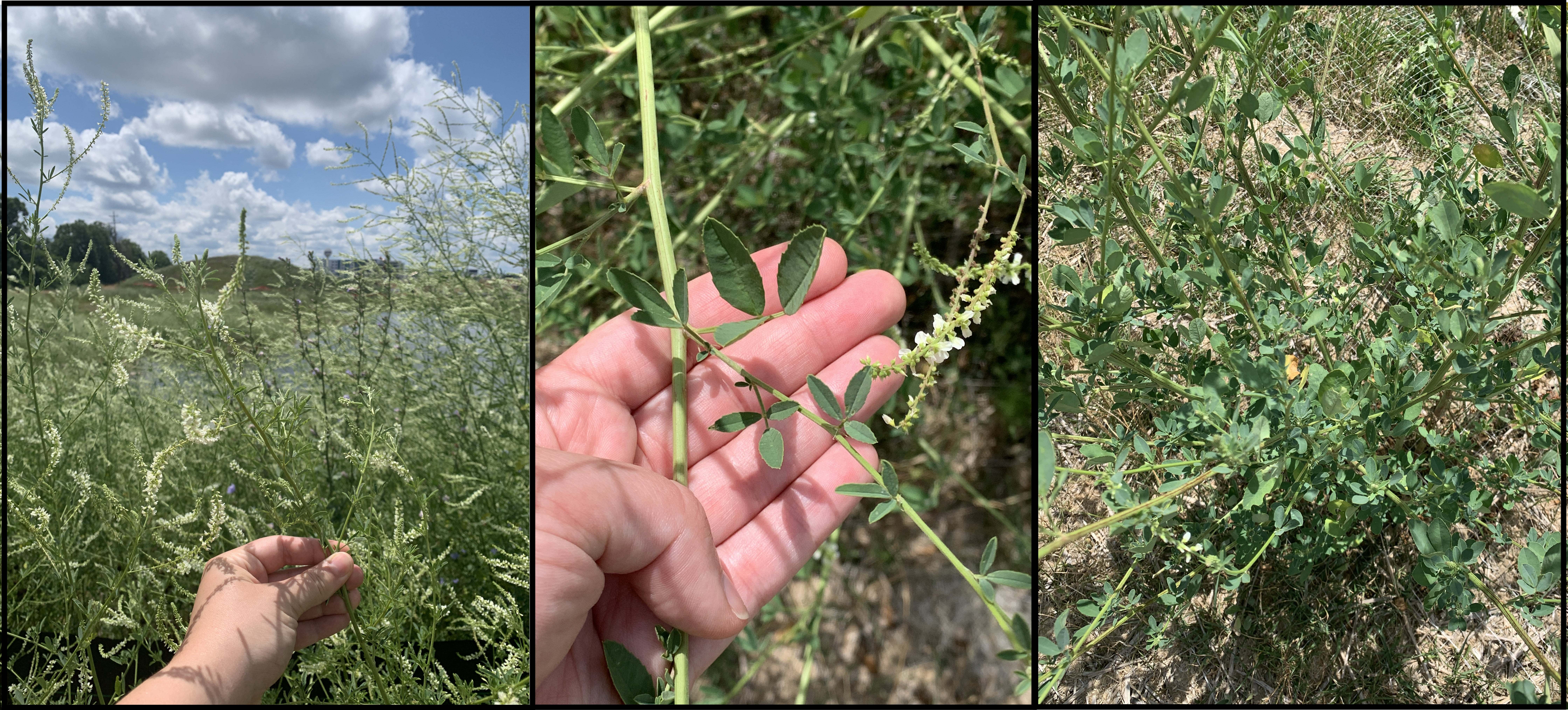 White sweet-clover.